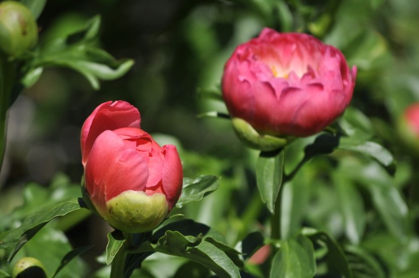 _DSC0054 - PRIMAVARA 2021_4