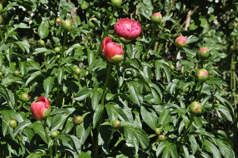 _DSC0055 - PRIMAVARA 2021_4