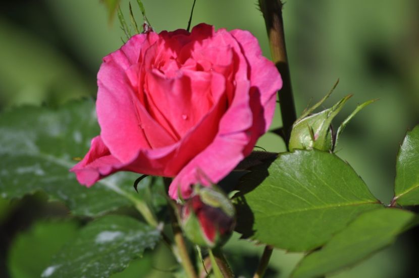 _DSC0057 - PRIMAVARA 2021_4