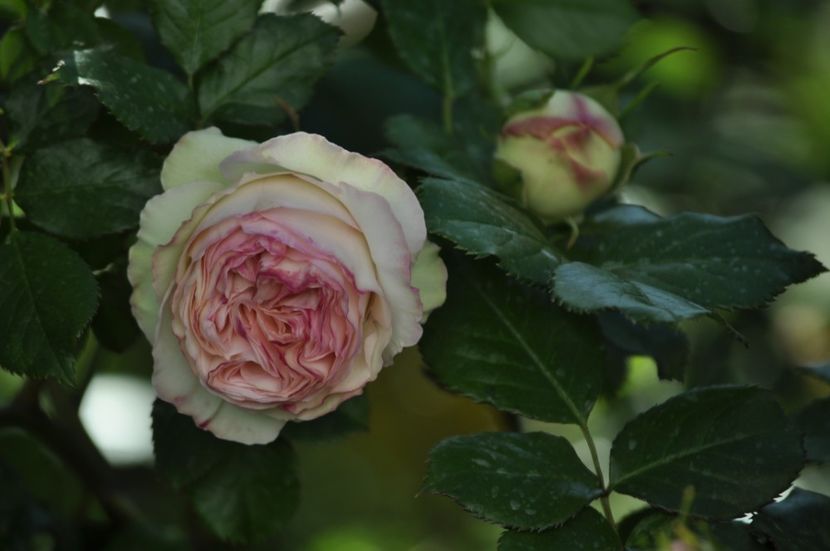 _DSC0065 - PRIMAVARA 2021_4