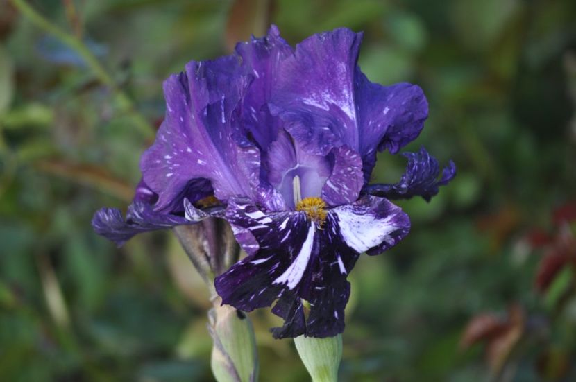 _DSC0072 - PRIMAVARA 2021_4