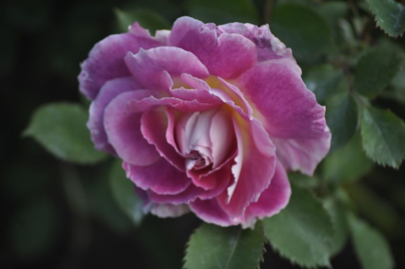 _DSC0077 - PRIMAVARA 2021_4