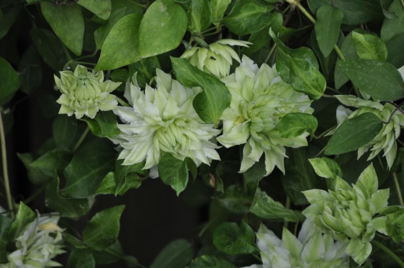 _DSC0079 - PRIMAVARA 2021_4