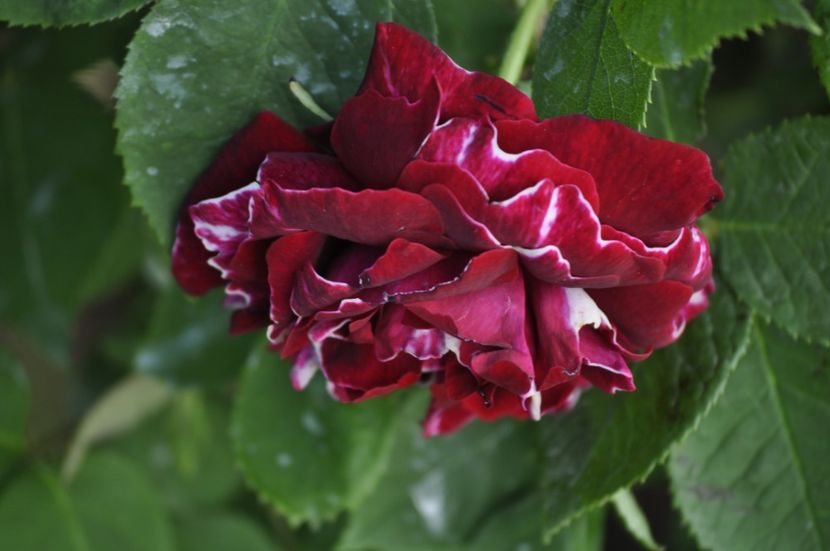 _DSC0082 - PRIMAVARA 2021_4