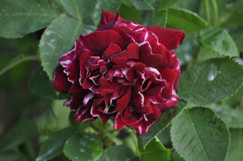 _DSC0083 - PRIMAVARA 2021_4