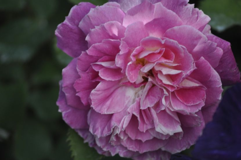 _DSC0086 - PRIMAVARA 2021_4