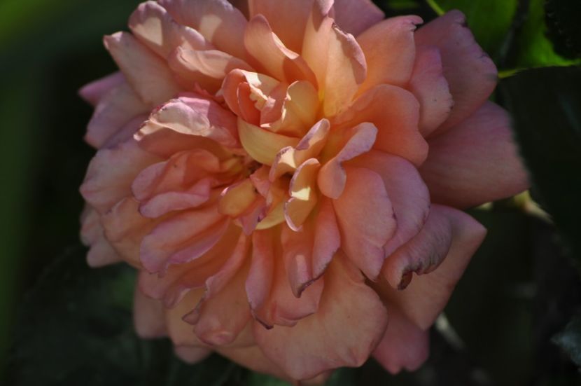 _DSC0091 - PRIMAVARA 2021_4