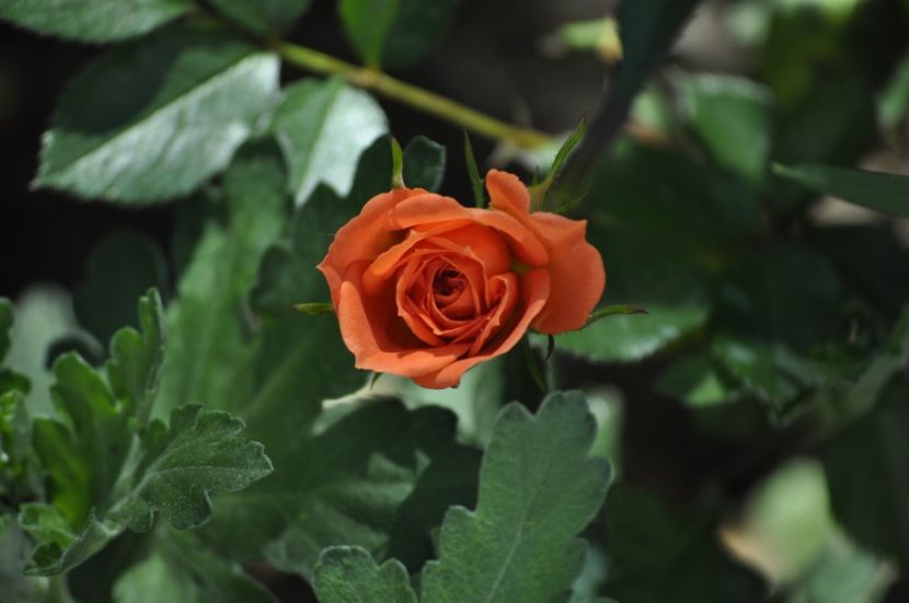 _DSC0093 - PRIMAVARA 2021_4