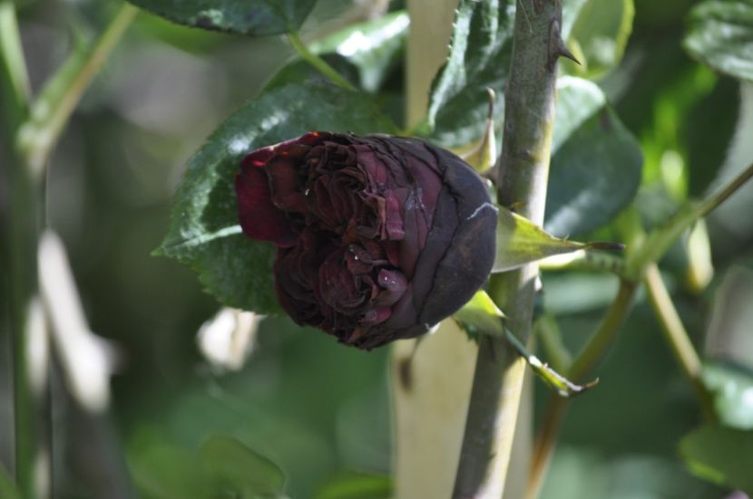 _DSC0099 - PRIMAVARA 2021_4