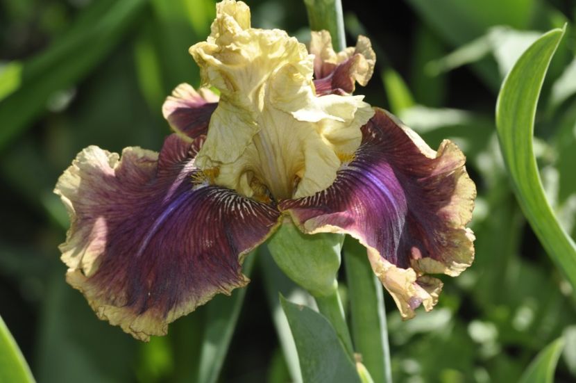 _DSC0100 - PRIMAVARA 2021_4