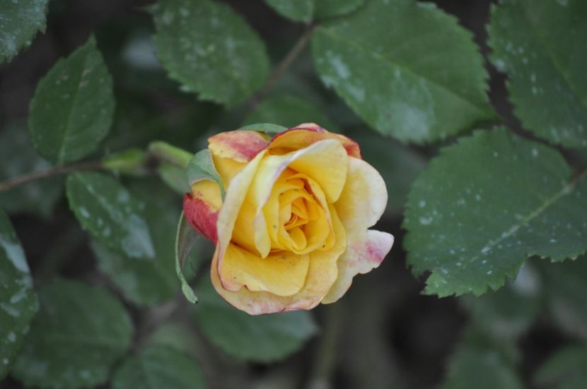 _DSC0107 - PRIMAVARA 2021_4