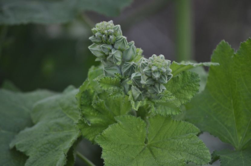 _DSC0117 - PRIMAVARA 2021_4