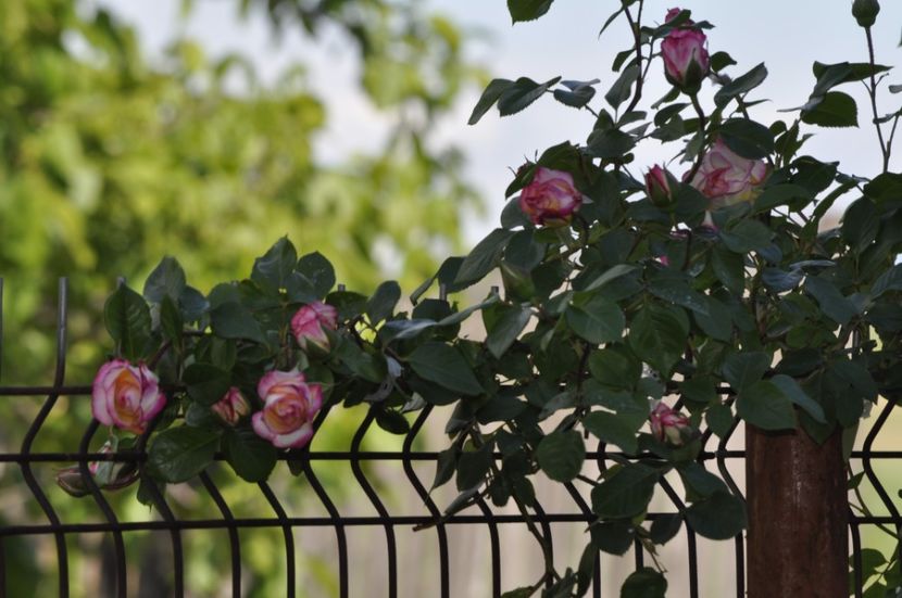 _DSC0121 - PRIMAVARA 2021_4