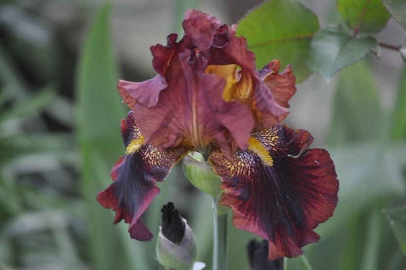 _DSC0126 - PRIMAVARA 2021_4