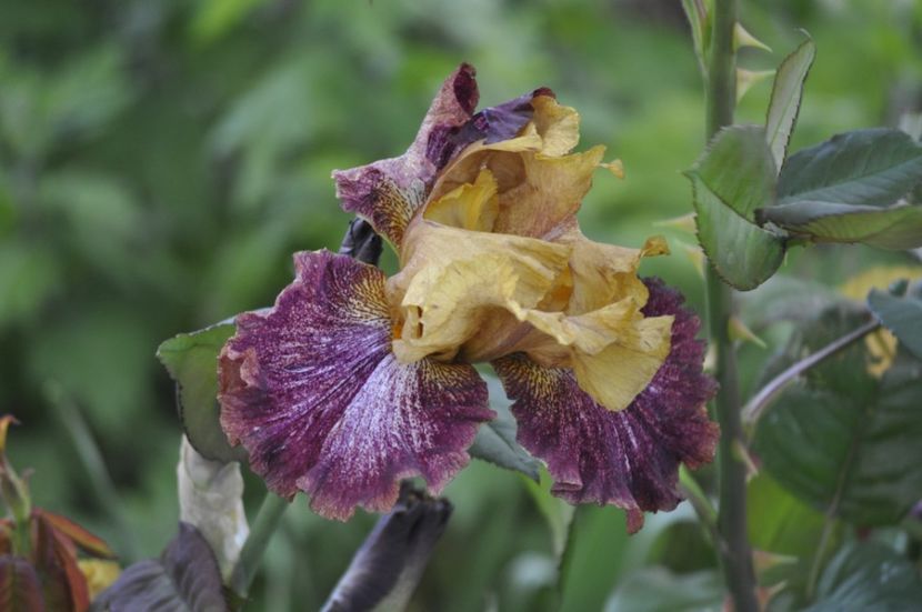 _DSC0128 - PRIMAVARA 2021_4