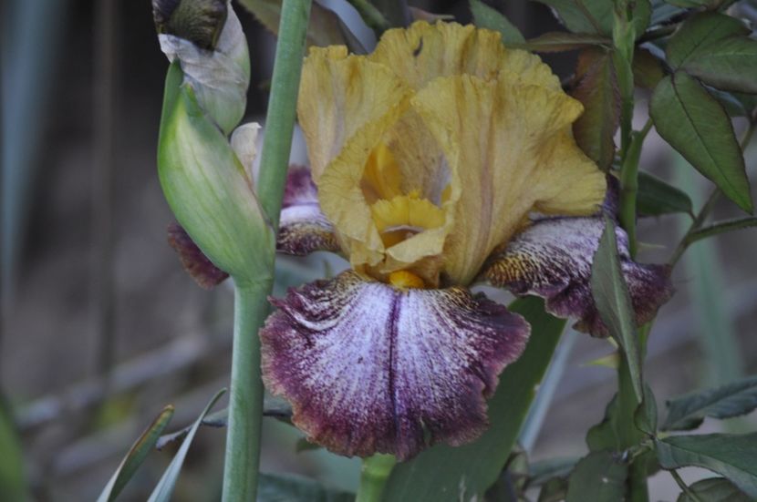 _DSC0130 - PRIMAVARA 2021_4