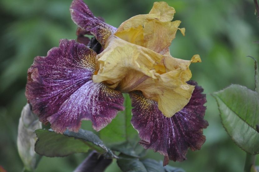 _DSC0132 - PRIMAVARA 2021_4