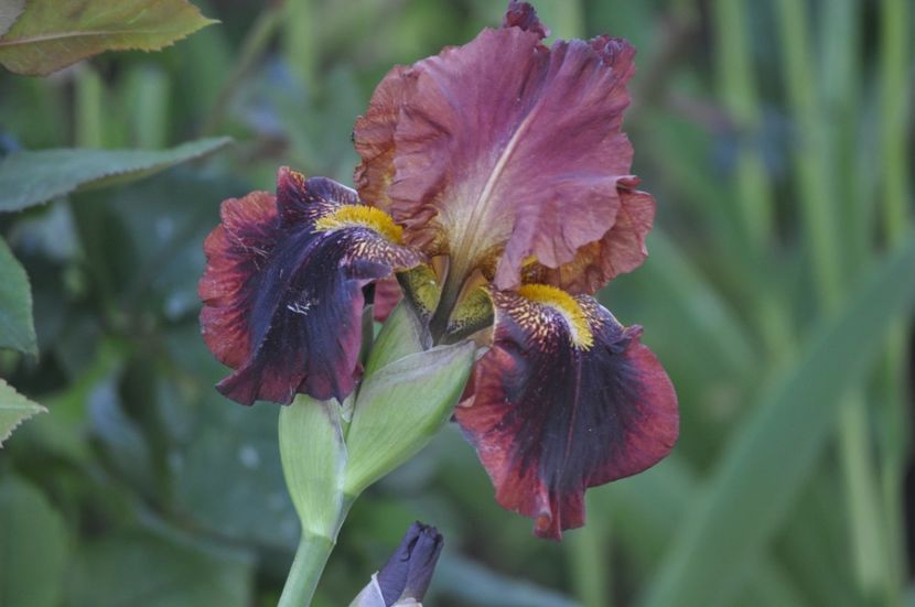 _DSC0133 - PRIMAVARA 2021_4