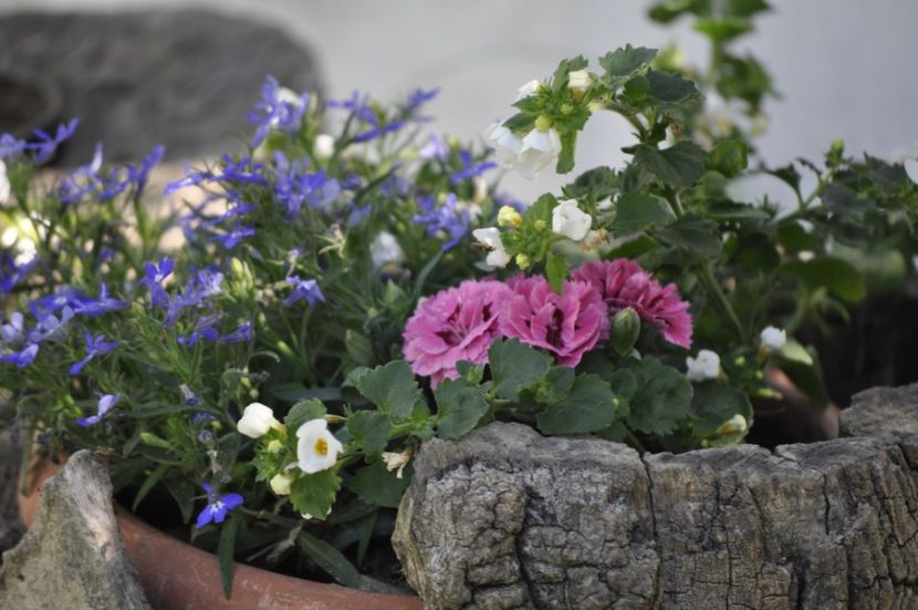 _DSC0139 - PRIMAVARA 2021_4