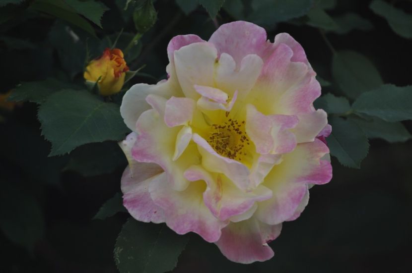 _DSC0144 - PRIMAVARA 2021_4