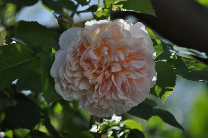 _DSC0148 - PRIMAVARA 2021_4