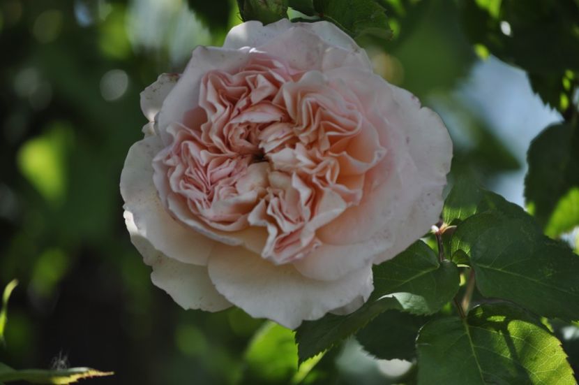 _DSC0149 - PRIMAVARA 2021_4