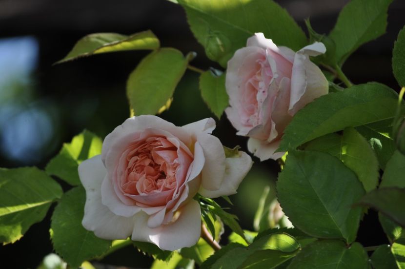 _DSC0150 - PRIMAVARA 2021_4