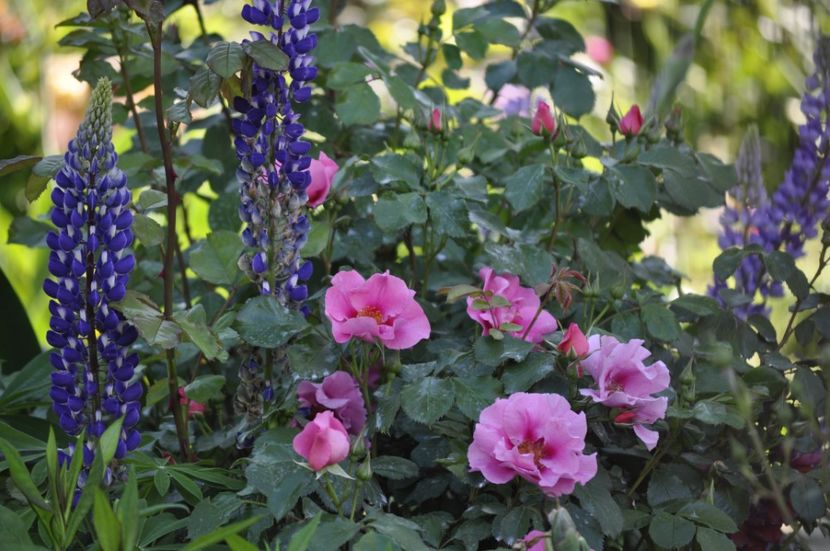 _DSC0159 - PRIMAVARA 2021_4