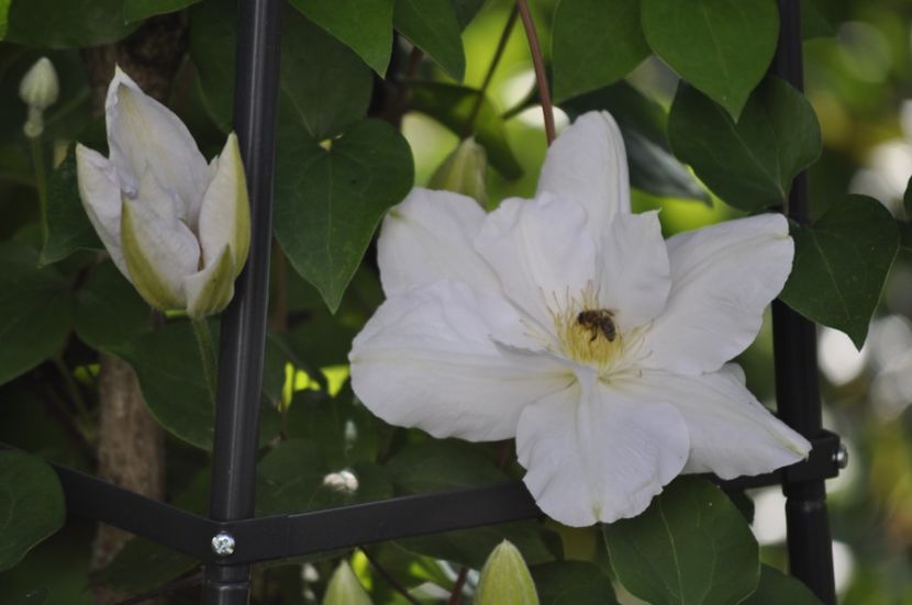 _DSC0166 - PRIMAVARA 2021_4