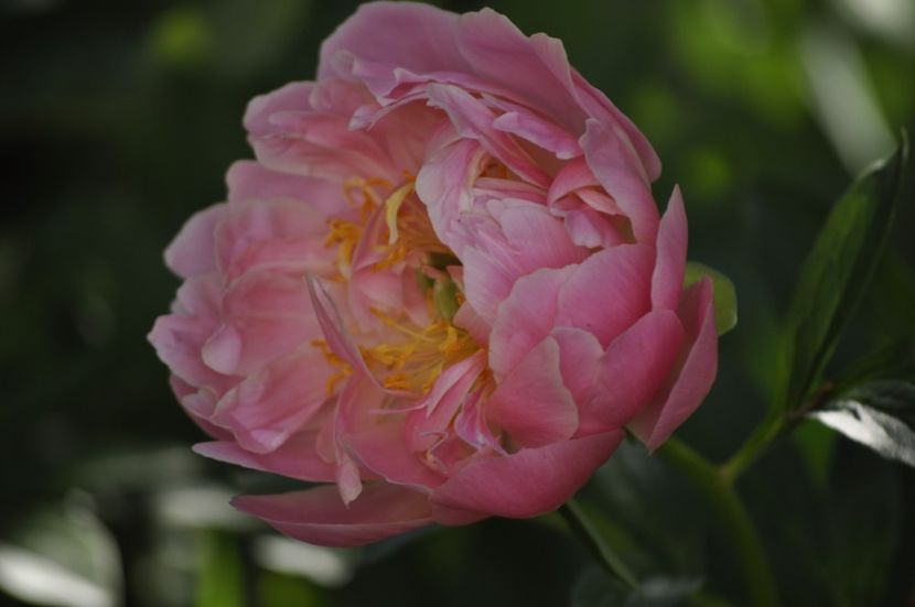 _DSC0168 - PRIMAVARA 2021_4