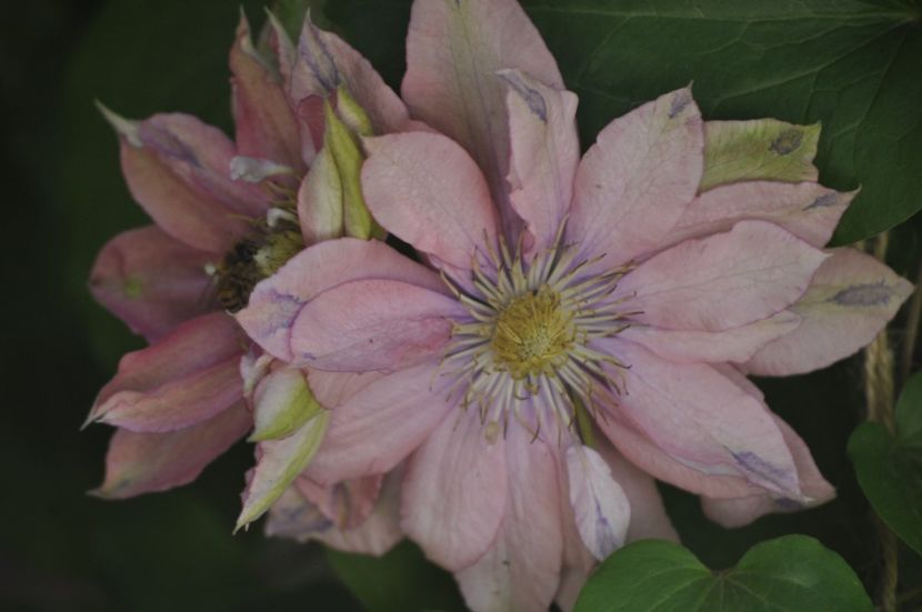 _DSC0174 - PRIMAVARA 2021_4