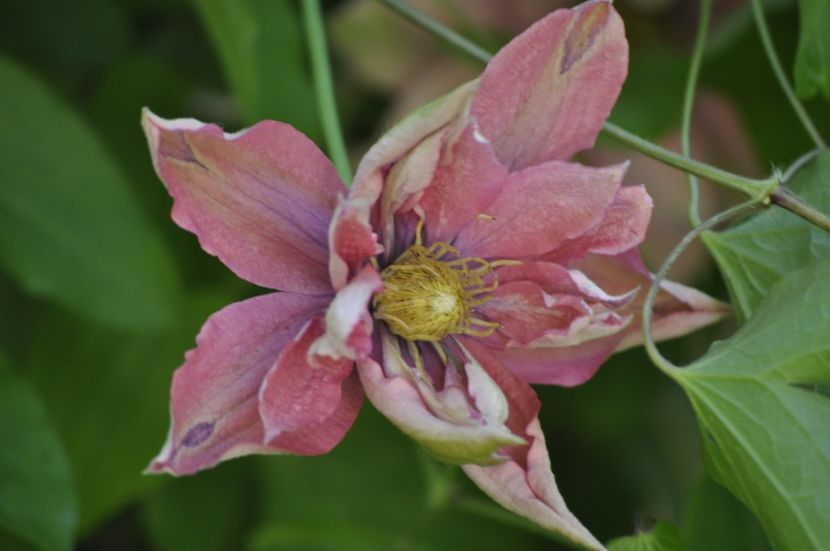 _DSC0175 - PRIMAVARA 2021_4