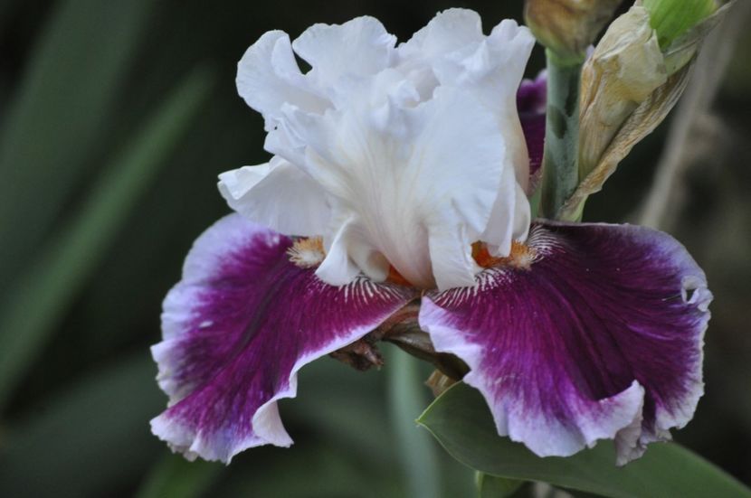 _DSC0190 - PRIMAVARA 2021_4