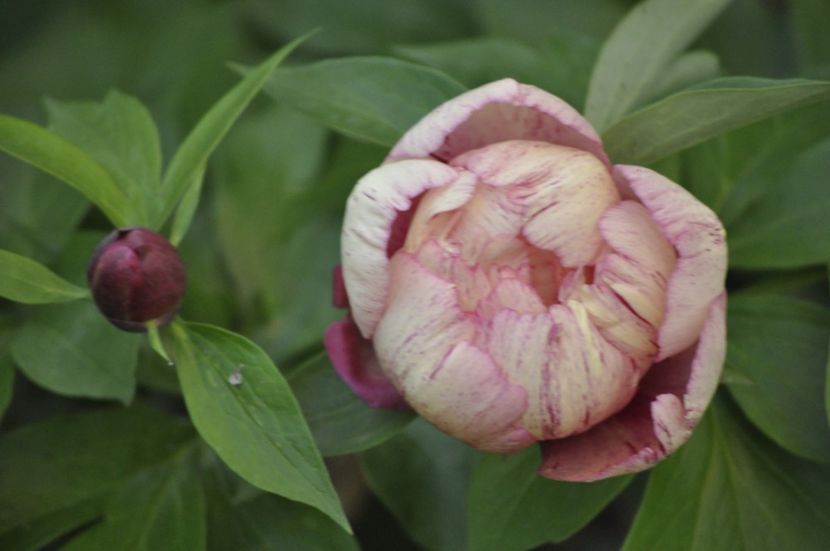 _DSC0192 - PRIMAVARA 2021_4