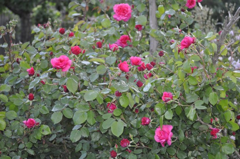 _DSC0199 - PRIMAVARA 2021_4