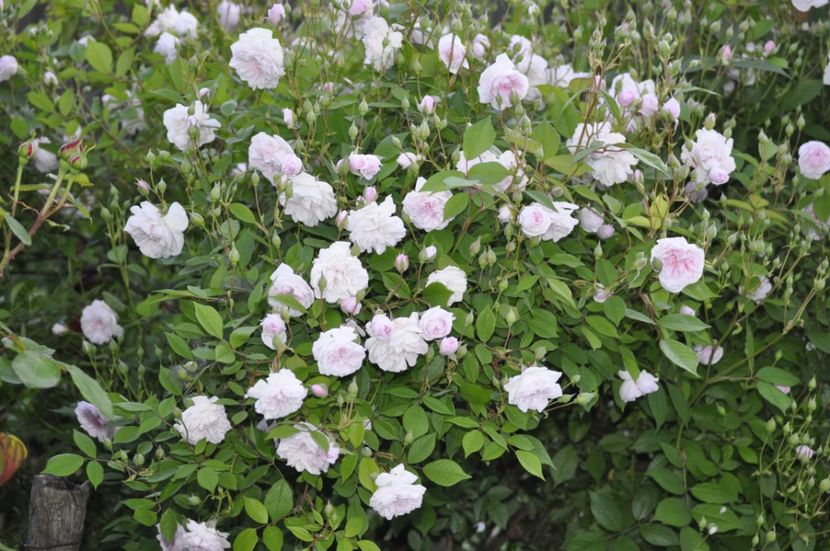 _DSC0201 - PRIMAVARA 2021_4