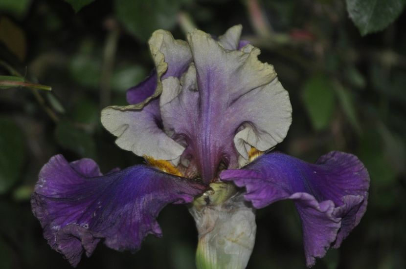 _DSC0206 - PRIMAVARA 2021_4