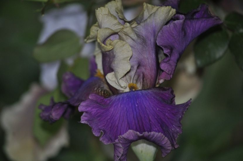 _DSC0207 - PRIMAVARA 2021_4