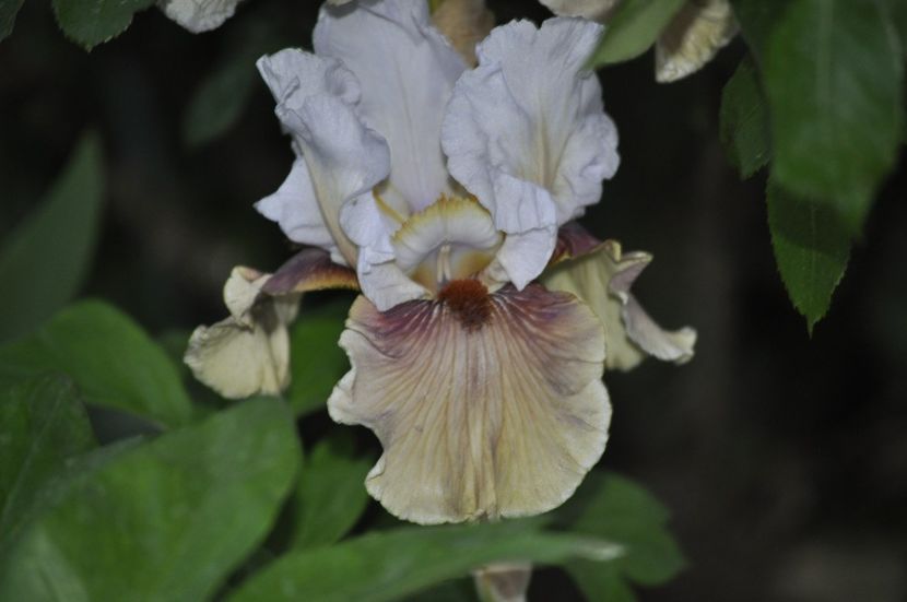 _DSC0210 - PRIMAVARA 2021_4