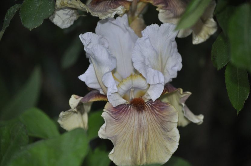 _DSC0211 - PRIMAVARA 2021_4