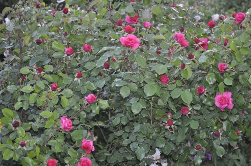 _DSC0212 - PRIMAVARA 2021_4