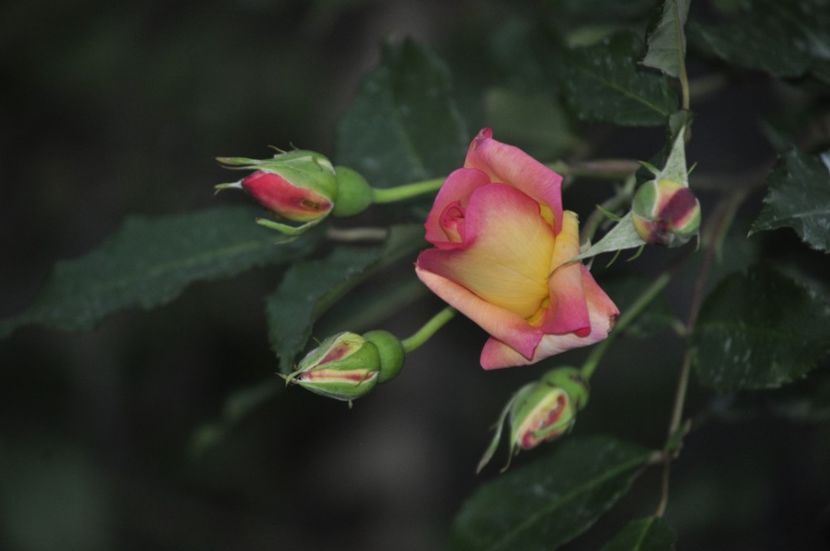 _DSC0213 - PRIMAVARA 2021_4