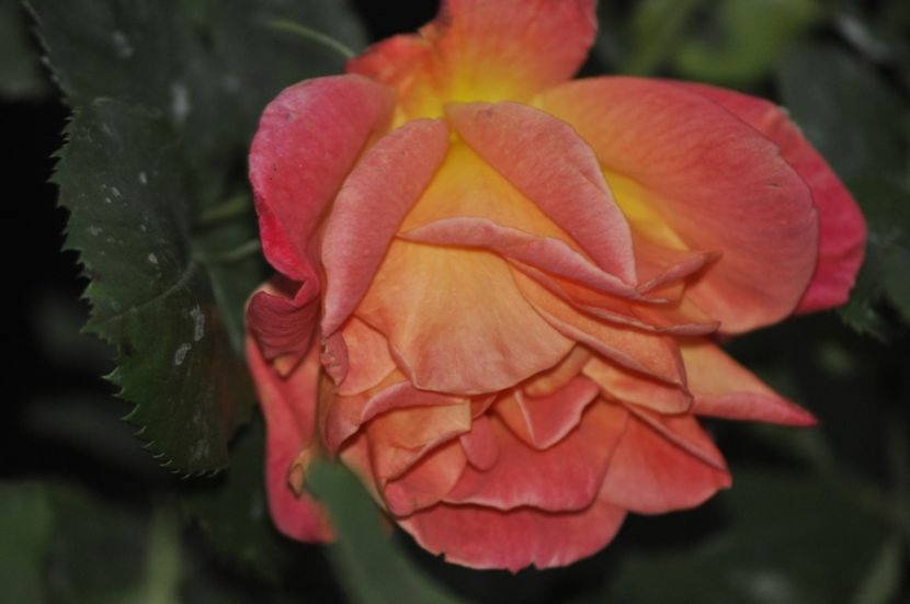 _DSC0217 - PRIMAVARA 2021_4