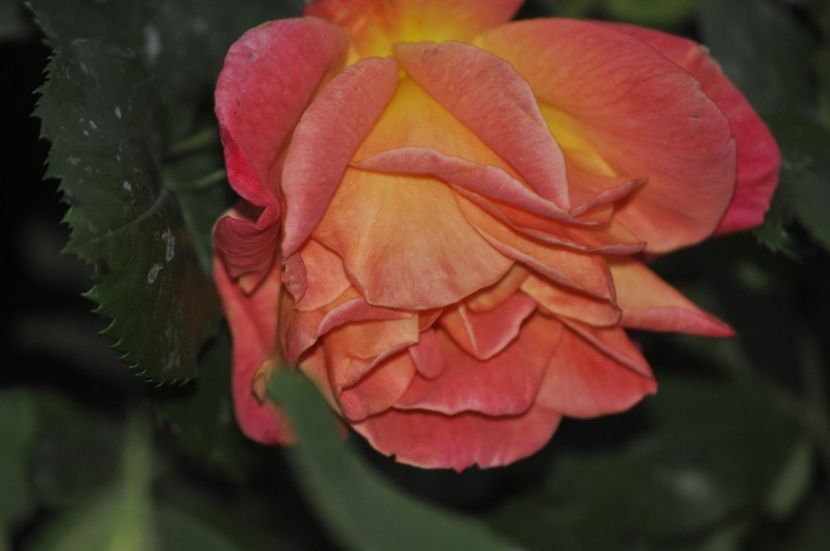 _DSC0218 - PRIMAVARA 2021_4