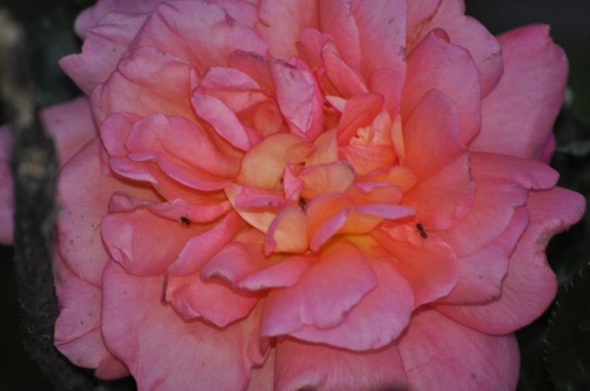 _DSC0219 - PRIMAVARA 2021_4