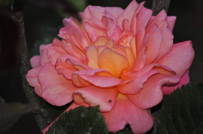 _DSC0220 - PRIMAVARA 2021_4