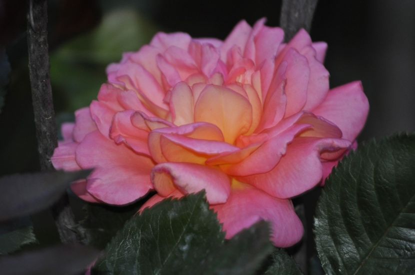 _DSC0221 - PRIMAVARA 2021_4