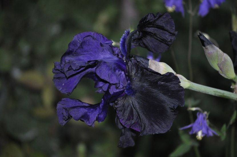 _DSC0222 - PRIMAVARA 2021_4