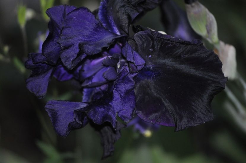 _DSC0223 - PRIMAVARA 2021_4