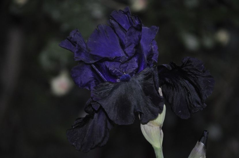 _DSC0224 - PRIMAVARA 2021_4